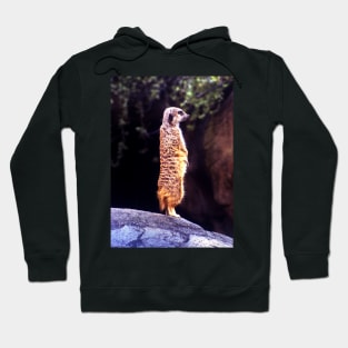 What's Up Meerkat? Hoodie